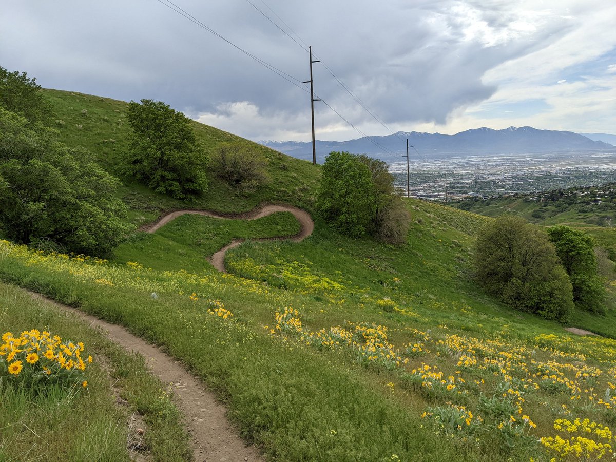 ProfessorPowder's tweet photo. Some examples of how vegetation is growing in around the new bike trails in the Avenues foothills.

It's time to start construction again. https://t.co/Lanx7glNYX