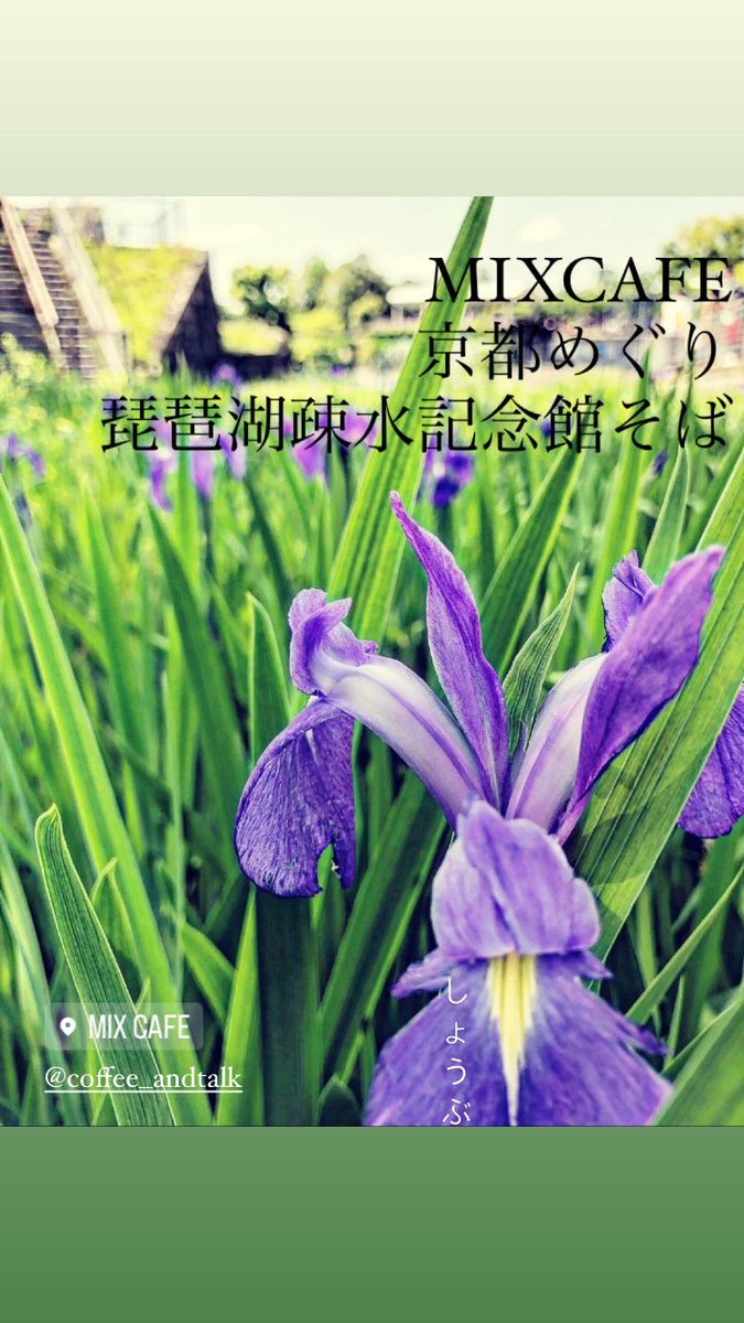 mixcafe4's tweet image. #京都めぐり
#mixcafe
#菖蒲