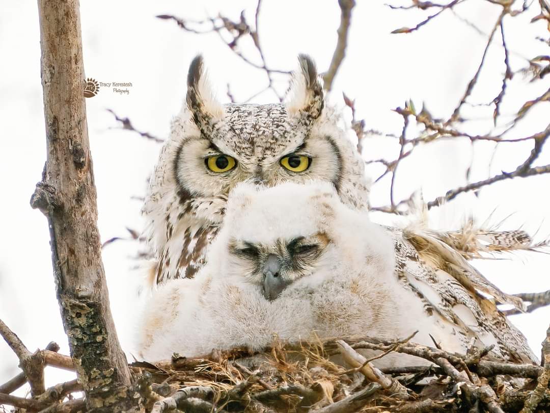 tracyportraits's tweet photo. The look a mom gives you if you're making noise and the baby is almost asleep
Great Horned owl and baby
#greathornedowl
#tracyportraits  #OurNature #YourSask #cbcsklens #exploresask #ThePhotoHour #sharecangeo #prairiesnorth #ShareYourWeather #exploreSaskPrairie #natgeoyourshot https://t.co/GyzLuT4Mad