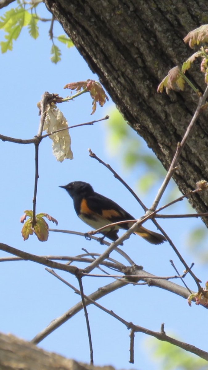 puttsandmutts's tweet photo. American Redstart in the yard earlier today #Warblers #AmericanRedstart #BackyardBirds #TwitterNatureCommunity #BirdsofMinnesota https://t.co/1KL3VWiKxe