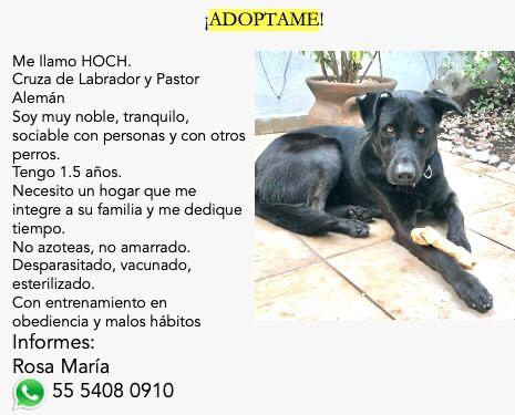 Hola amigos, buenas tardes, me ayudan con rts para encontrarle casa a este bello, gracias