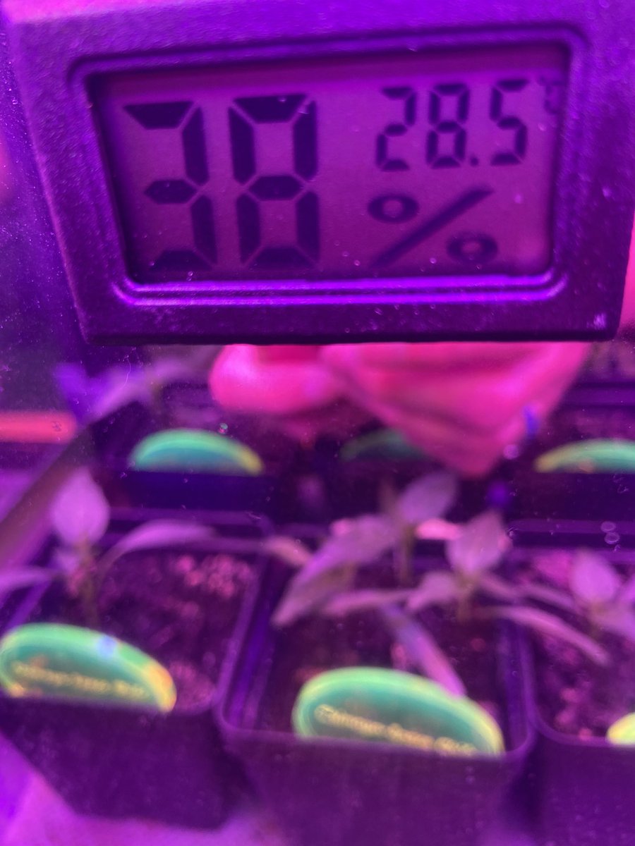 jillsciteach's tweet photo. Planted April 5th and first germination on May 4th. We are keeping the humidity between 38-40% by adding soaked sponges overnight. We had a 58% rate of germination. We are considering some transplantation. We added some worm castings today. #SpaceChile @JacobIkaros @getMARSfarm https://t.co/uy2Qre05v7