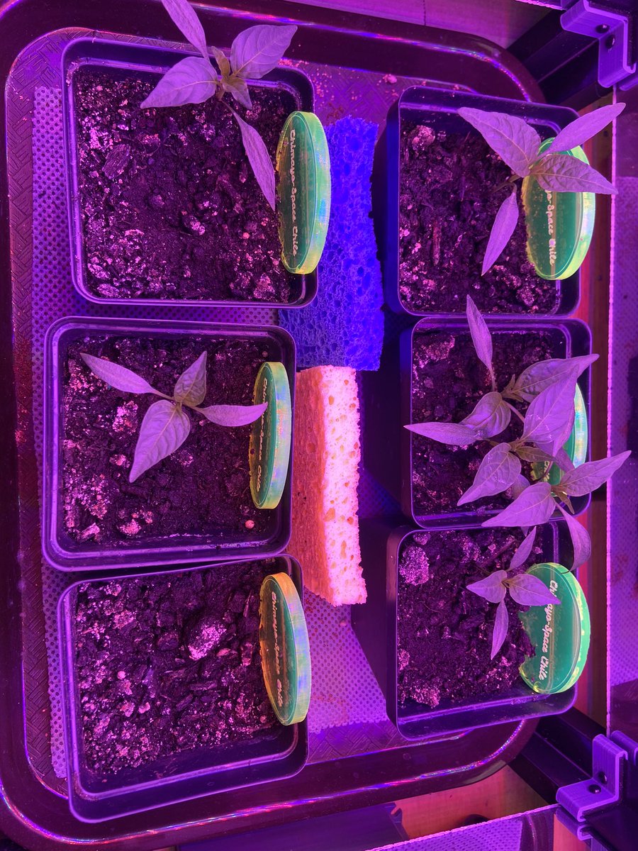 jillsciteach's tweet photo. Planted April 5th and first germination on May 4th. We are keeping the humidity between 38-40% by adding soaked sponges overnight. We had a 58% rate of germination. We are considering some transplantation. We added some worm castings today. #SpaceChile @JacobIkaros @getMARSfarm https://t.co/uy2Qre05v7