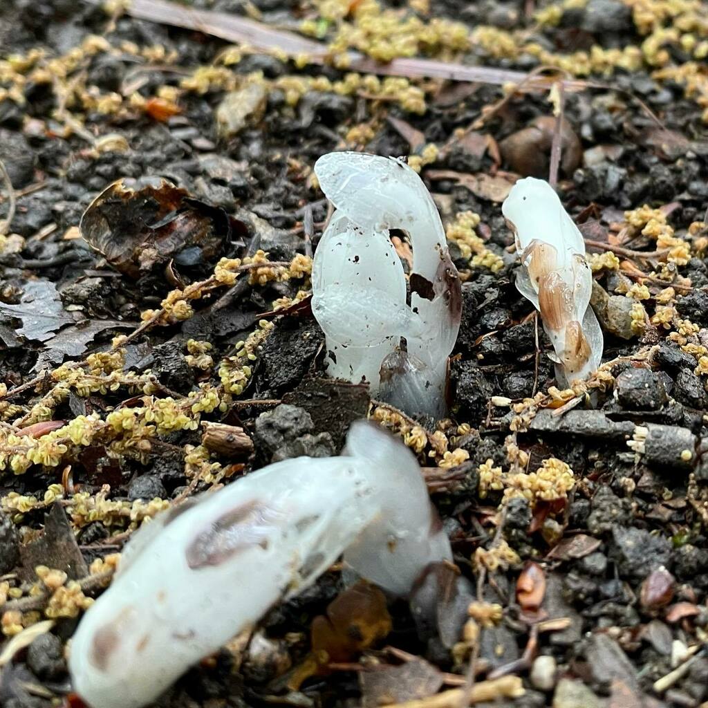 k_toyo's tweet photo. Monotropastrum銀竜草 
朝の散歩中、久しぶりに会いました
#Monotropastrum #銀竜草 #saprophyte #ユウレイタケ #forest #soil #tree #森 #散歩 #菌従属栄養植物 #white #白 https://t.co/8UETwxe9si https://t.co/GPSFm2iD7E