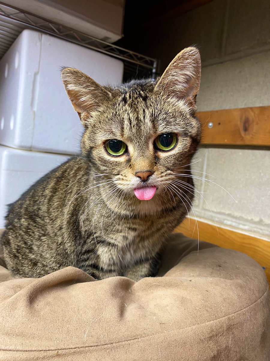 snhartje's tweet photo. Toes is participating in Tongue Out Tuesday so she as an excuse to say hi to @MichelleyM https://t.co/dEIqWX5VlN