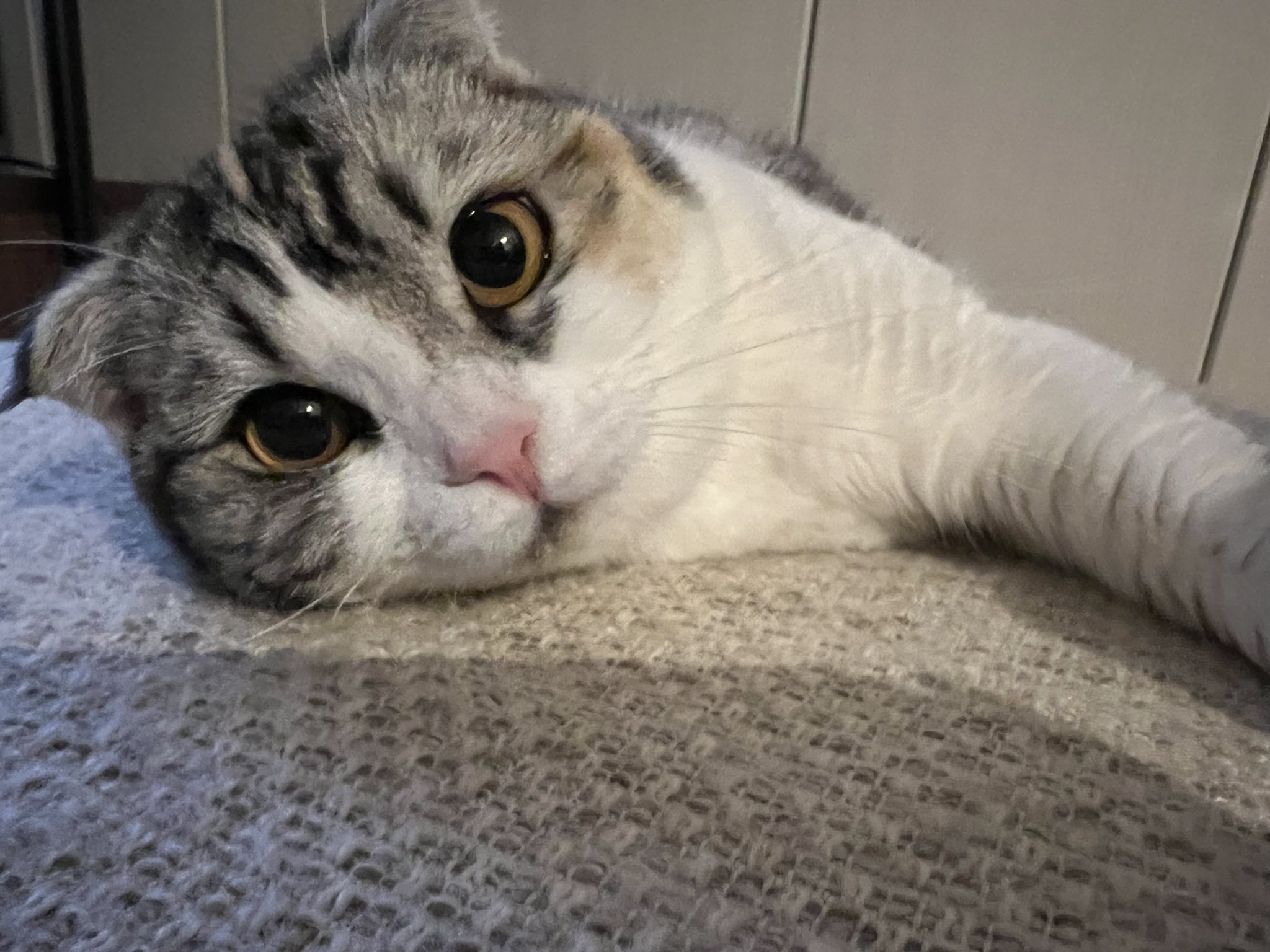 まゆ すぐ帰ってくる ねこ 猫好きさんと繋がりたい 猫の居る暮らし T Co Kbiahy0j22 Twitter