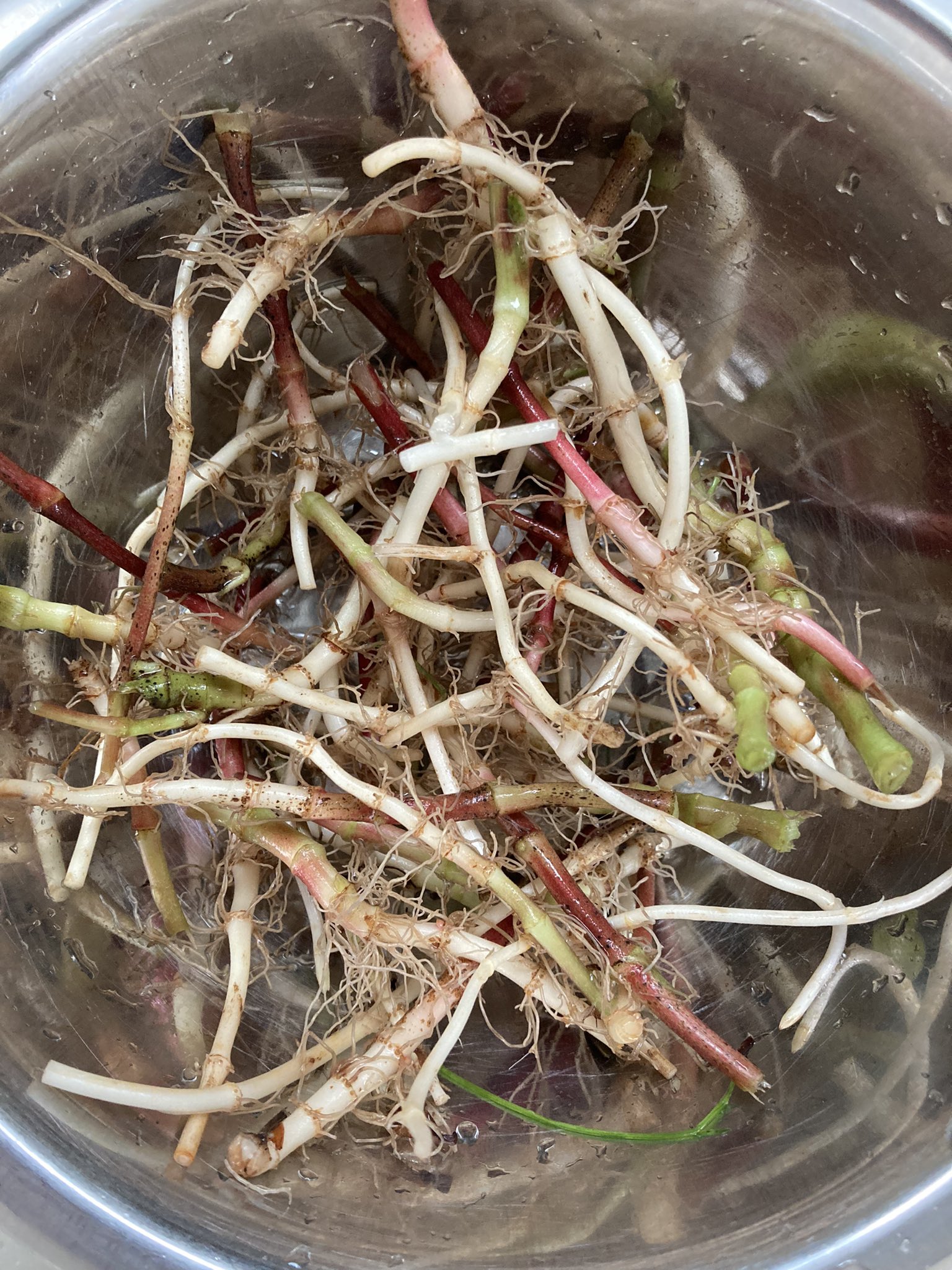 Mio 胎毒下しの妙薬 ドクダミ 花が咲く前なら生でも美味しい 根っこも美味しい ドクダミを食べて体内浄化 根 ごと採取したので 根は炊き込みご飯 葉は薬味代わりに刻んでご飯に乗せる ドクダミを3日食べ続け 膿んだ腫れ物が綺麗になったという話しも