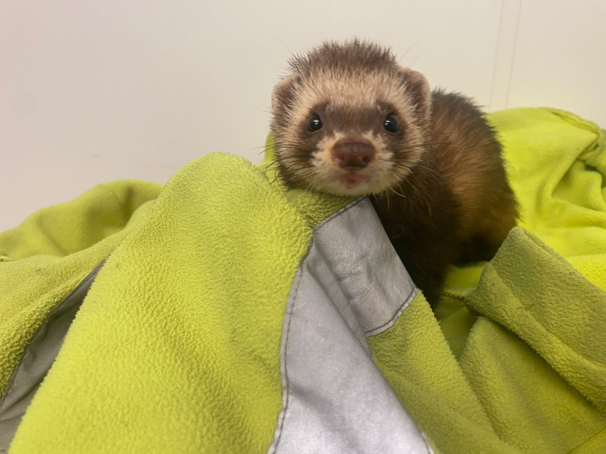 henleyvets's tweet photo. ๐ข FOUND FERRET - HENLEY-ON-THAMES
Found this morning (10.05.2022) at Jewsons on Reading Rd. Safe & well.
No microchip. If this is your ferret, or you know who the owner is, please call:
01491 574490
#lostandfoundpets #henleyonthames #foundferret #lostferret #lostpet #foundpet https://t.co/KVDjaylbad