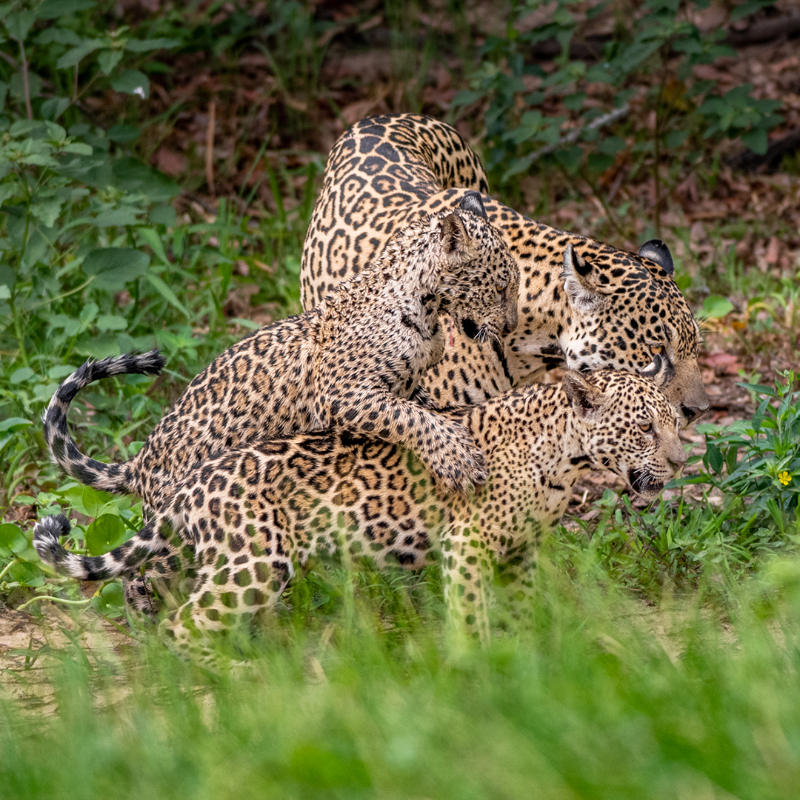 JaguarParade's tweet photo. SHOT OF THE WEEK 📸  : Our Jaguar Specialist @henriqueolsen is sharing intimate moments of the jaguar mum with her cubs 🐾  taken through his lens in Pantanal. Hang around for more shots about the stunning #jaguars! 🐆 #JaguarParadeNYC2022 #NYC #WildlifePhotography #tuesdayvibe