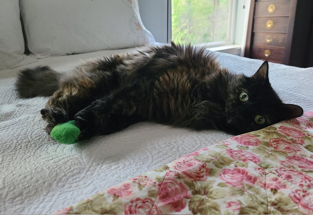 LibertyImages's tweet photo. #PetUpdate
Grant's eye is, as expected, perfectly fine after the accident involving yesterday's new toy.
OTOH, this thirteen year-old eight pounds of fluff nearly murdered two vet techs.
You never can tell. https://t.co/mLFRO6mH0W