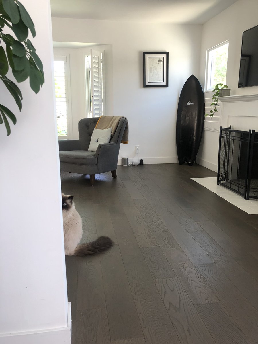 MigsRunner's tweet photo. When you’re in the middle of virtual clinic but somebody thinks you should hurry up.
#MIGS #MIGSlife #CatsOfTwitter #CatAndHome #gynfluencer https://t.co/2TqoJLm4ZV