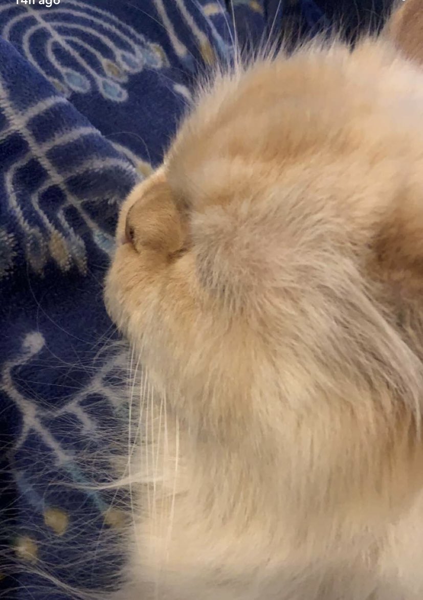 morady_sam's tweet photo. Essemβs cat @essem_music π₯°
#AppleMusic #Spotify #SoundCloud #Beatbox #BTS_Butter #essem #essemmusic #teamessem #essemfans #essemscat #BTSARMY #Bangtan #BTSJIMIN https://t.co/7hU9V8a5NJ