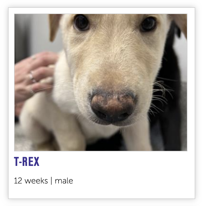 NEHumaneSociety's tweet photo. excellent news: 🦖 https://t.co/arwEEKYmEC