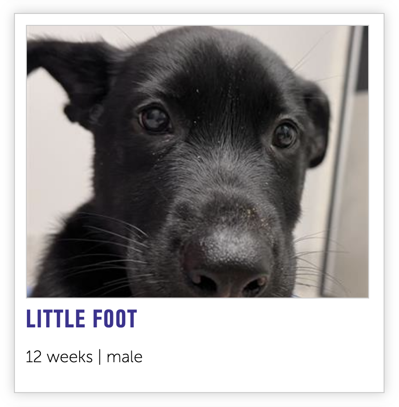 NEHumaneSociety's tweet photo. excellent news: 🦖 https://t.co/arwEEKYmEC