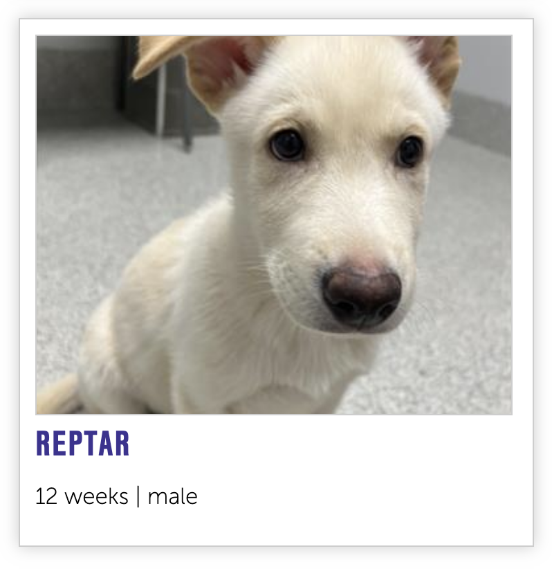 NEHumaneSociety's tweet photo. excellent news: 🦖 https://t.co/arwEEKYmEC