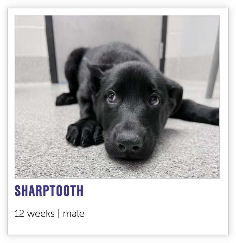 NEHumaneSociety's tweet photo. excellent news: 🦖 https://t.co/arwEEKYmEC