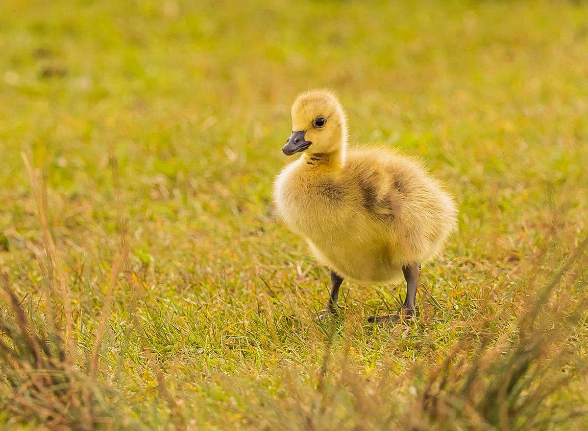 Backlit gosling… #canadagosling #goslings #geese #canadageese #birds #wildlife #nature #rspb #guildford #surrey #omsystem #kfconcept @OMSYSTEMcameras @kfconceptglobal @Natures_Voice @southeastNT @GuildfordTIC @VisitSurrey @WildlifeMag @BBCSpringwatch