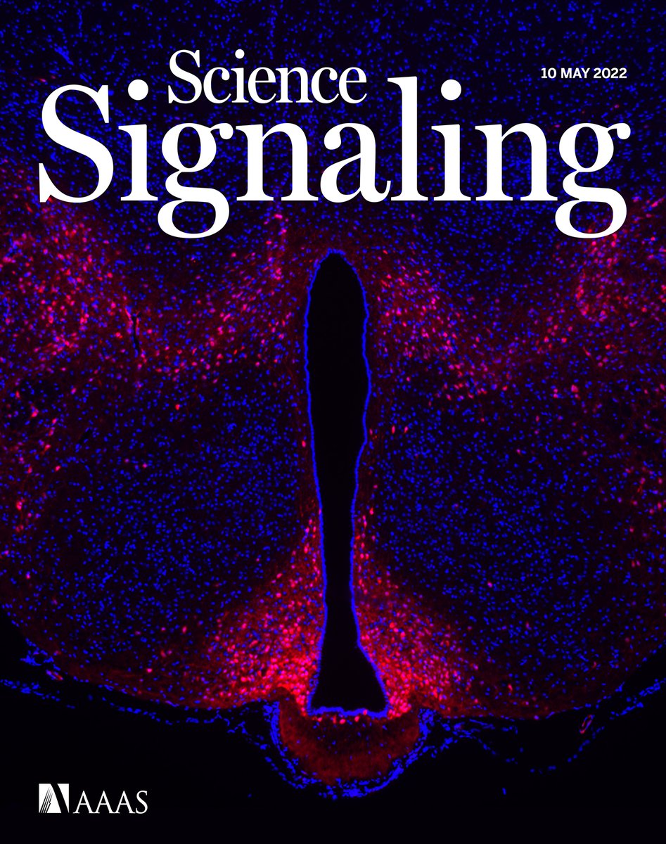 scisignal's tweet photo. Don’t miss this week’s new issue of Science Signaling! Scientists discover molecular “bridges” that support learning and synaptic plasticity in the mouse brain, probe how a protein limits appetite and controls blood sugar, and more. https://t.co/gHq5bYKkio https://t.co/oIOtP0N8on