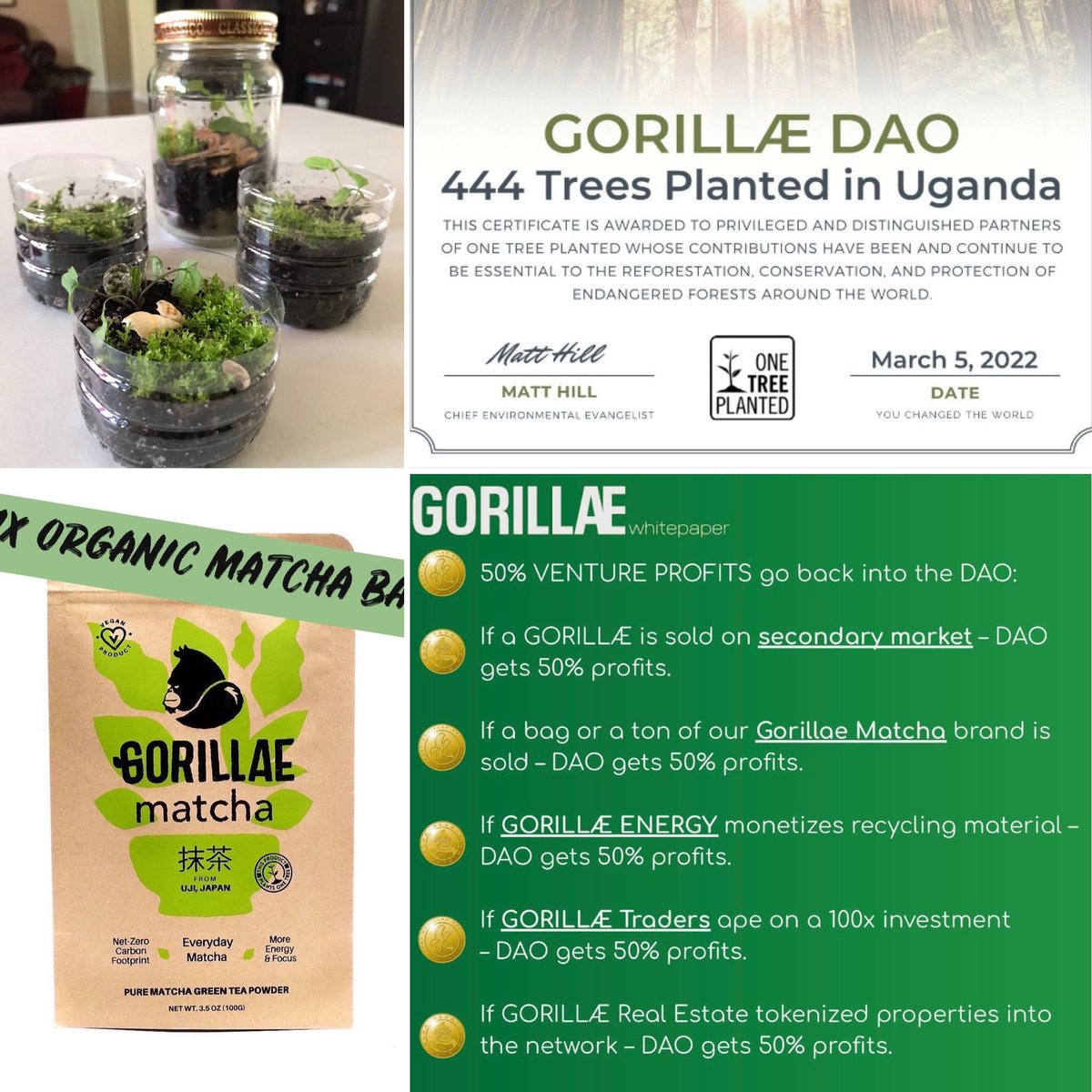 alimariami's tweet photo. Terrarium. I didn’t know what that was until my 10yr old made one. Why? Because she’s inspired by the ♻️ mission @GorillaeNFT a project that we are fully immersed in because we changing lives here and leaving an impact on the 🌎 #worldgoals #proudparent @NAPhotoz @eeliotapia https://t.co/ebL5jW39Cr