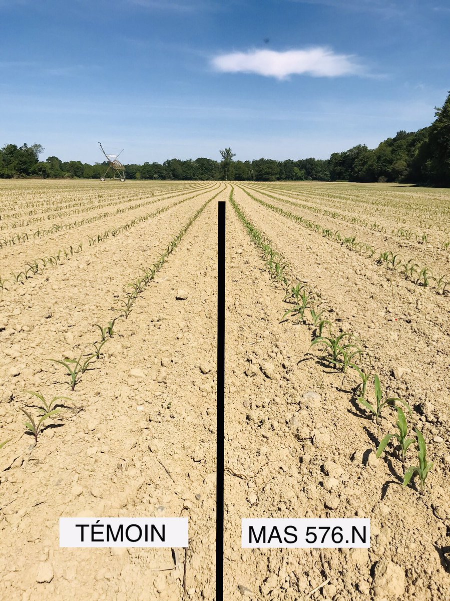 DesclauxT's tweet photo. ➡️ J+30, le 🌽 reprend des couleurs après un mois d’avril froid et humide !!!
Notons, une belle émergence de la nouveauté @MASSeeds en fin de groupe G5, le #MAS576N face à un témoin de marché 🇺🇸
@MASseedsfrance @agpm_mais @Maisadour @MaisDurable
#CeuxQuiFontLesSemences https://t.co/MsAYB5mNRQ