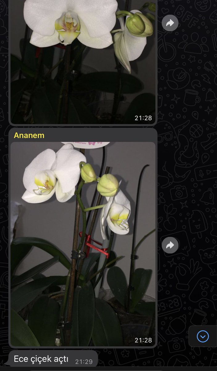 Ananem çiçeklerine torunlarının adını koymuş ilk açan benim🥲🥲🥲🥲