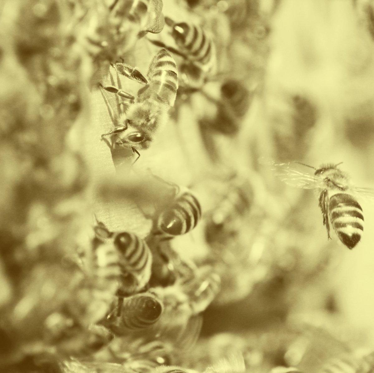 Bee Human 🐝 tweet media