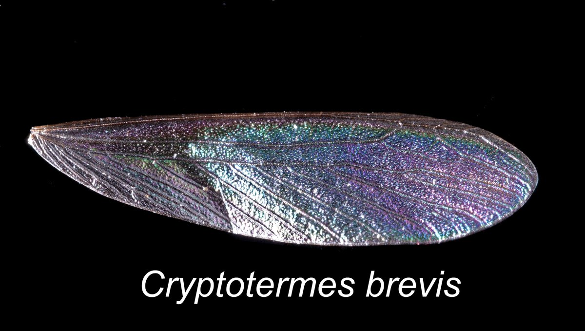 ChouvencL's tweet photo. Wing of Cryptotermes brevis (West Indian Drywood termite). There are 3 key characteristics that gives it away: wing iridescence, median vein joining the costal margin toward the tip the the wing, and cross sclerotization near the tip of the costal margin. https://t.co/cL4PkVfRXA