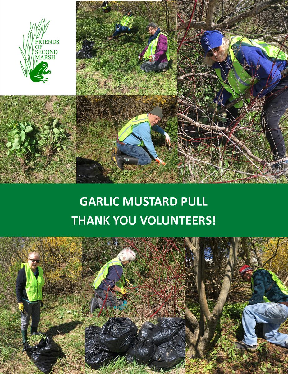 secondmarsh's tweet photo. Thank you to our small but mighty group of #volunteers who helped to remove at least 6 garbage bags of #GarlicMustard from the #McLaughlinBayWildlifeReserve on Saturday.
#FriendsOfSecondMarsh #Oshawa #NaturalHeritage #CulturalHeritage #OntarioWetlands #InvasiveSpecies https://t.co/HBpeXYlCxw