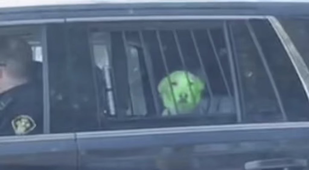 STRAPPEDUS's tweet photo. It appears among the 28 YSL associates arrested they also got the dog 💔😪 https://t.co/HiOvjcSheH