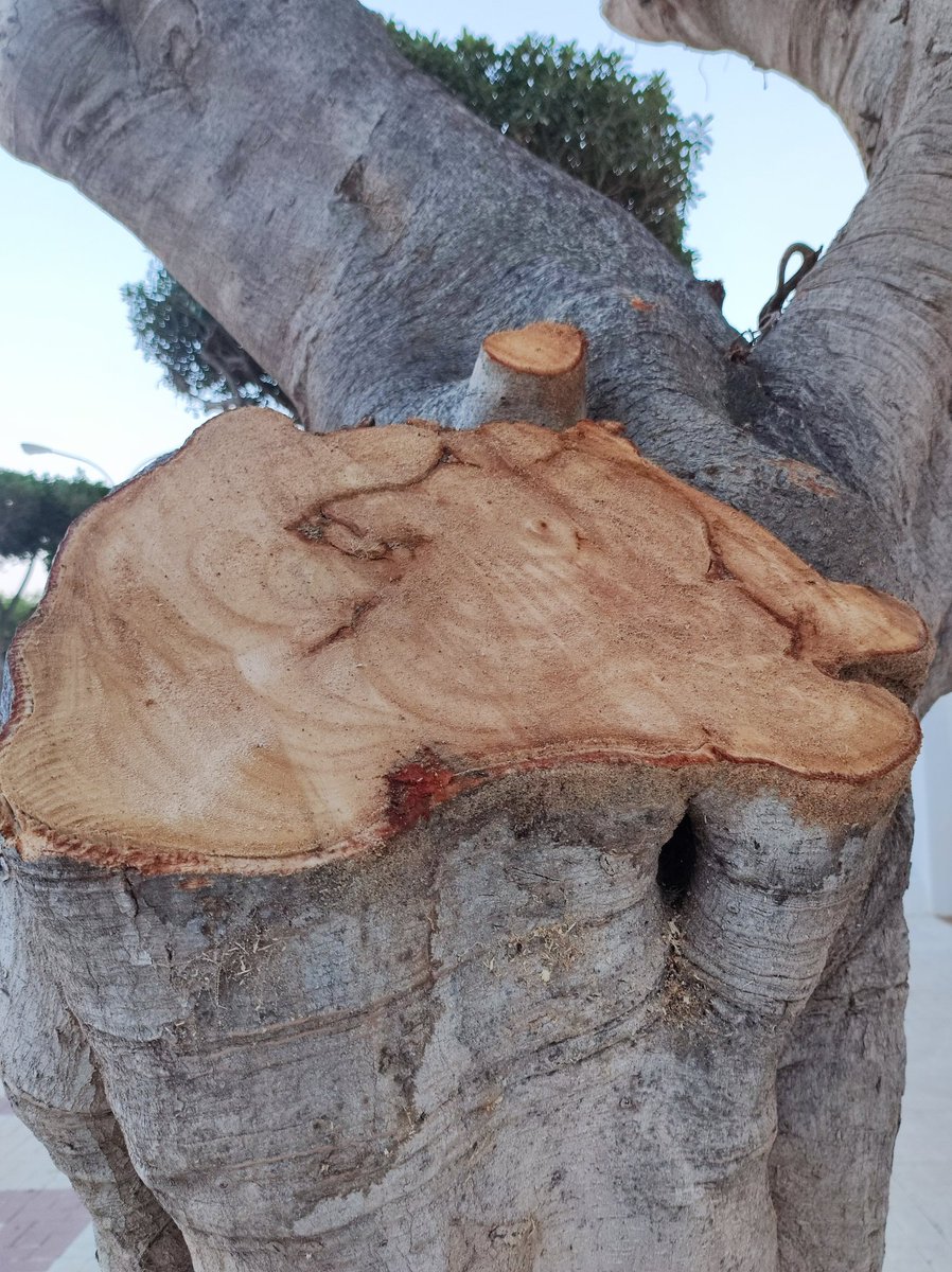 <a href="/StopArboricidio/">LosVigilantesDeLosÁrboles</a> <a href="/jardinesLPGC/">Parques y Jardines LPGC</a> <a href="/Imedinamonte/">Inmaculada Medina</a> <a href="/Torremolinos_PP/">PPTorremolinos</a> <a href="/Torremolinos_On/">Torremolinos Informa</a> <a href="/PSOETorremolino/">PSOETorremolinos</a> <a href="/podemostorrolex/">PODEMOS Torremolinos</a> Me confirman que hace dos semanas han podado en primavera unos 30 ficus en #Torremolinos. Los pájaros anidan en primavera. ¿Cada vez menos gorriones? Fotos hoy: Plaza de Cantabria
 <a href="/Torremolinos_PP/">PPTorremolinos</a> 
<a href="/PSOETorremolino/">PSOETorremolinos</a> <a href="/podemostorrolex/">PODEMOS Torremolinos</a> <a href="/Torremolinos_On/">Torremolinos Informa</a>