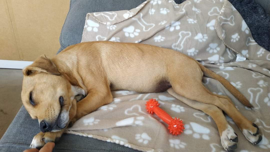 BardinosS's tweet photo. Una de nuestras chicas #Bridgerton hoy ha sido adoptada 🙏
❤️ELOISE, ahora ISIS.. #ADOPTADA por LARA! ❤️
Muchas felicidades a las dos, a ser muy felices!!!💕🙏🌺
#adopt #hermosas #rescata #live #love #rescue #bardino #LosPerrosDelSol #Fuerteventura #infiernoparalosPerros https://t.co/PioQ0e0HLY
