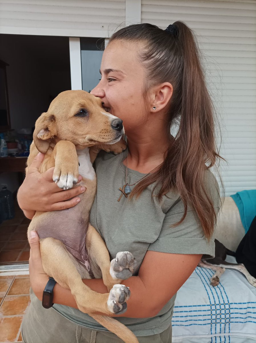 BardinosS's tweet photo. Una de nuestras chicas #Bridgerton hoy ha sido adoptada 🙏
❤️ELOISE, ahora ISIS.. #ADOPTADA por LARA! ❤️
Muchas felicidades a las dos, a ser muy felices!!!💕🙏🌺
#adopt #hermosas #rescata #live #love #rescue #bardino #LosPerrosDelSol #Fuerteventura #infiernoparalosPerros https://t.co/PioQ0e0HLY