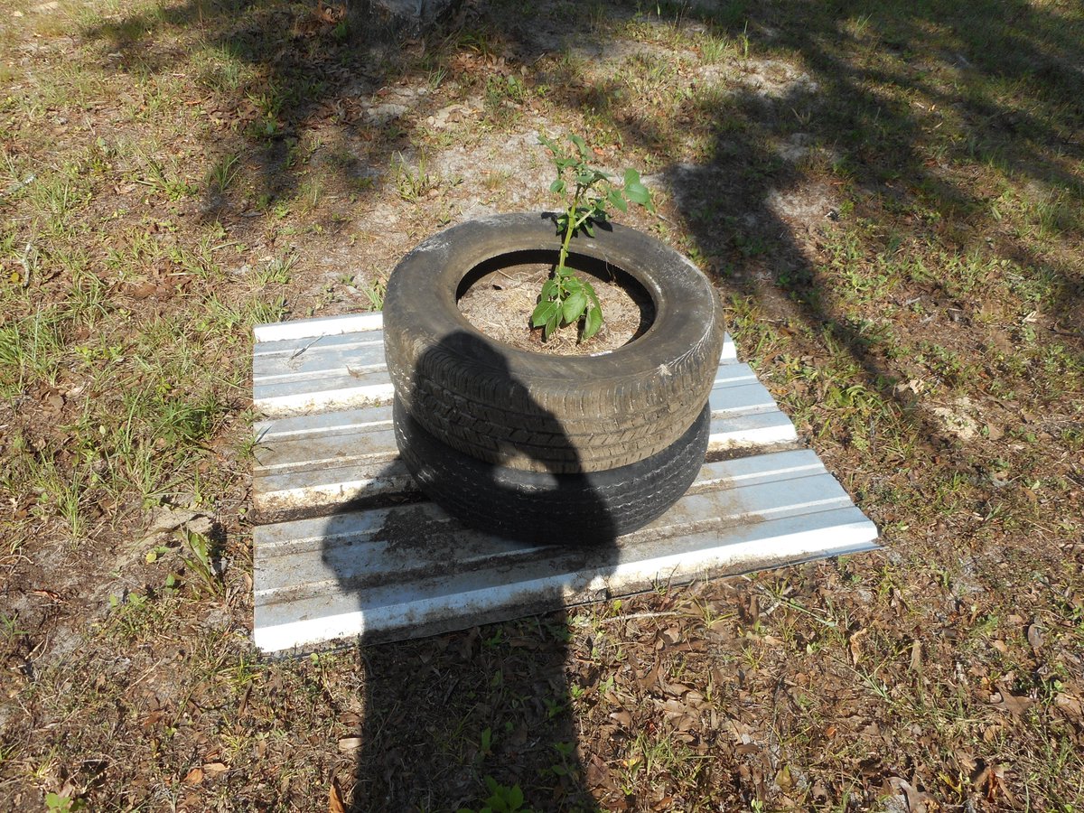 LazycatFarm's tweet photo. potato bin made from old tires, shold keep potatos from wandering https://t.co/BaAy97fZHd