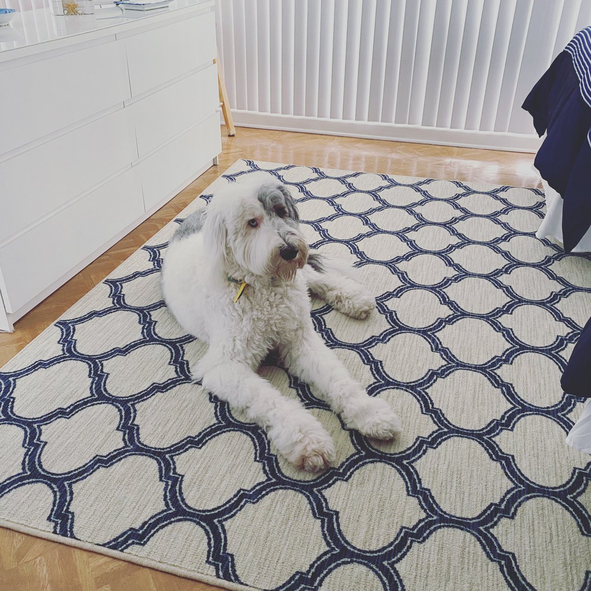 muppet_real's tweet photo. 🎶 Why you so obsessed with me?! (Mom, I wanna know… 🤪) 

Just trying to have some privacy for a nap! 🥱💤 
.
.
#SoObsessed #Tuesdayvibes #MuppetsAdventures #naptime #classclown #thirtytwomonthsold  #MupptheGiantPup #twoyearsold 
#sillyboy #byeMom  
#ilovedogs
#bigteddybear https://t.co/XadLiAubx1