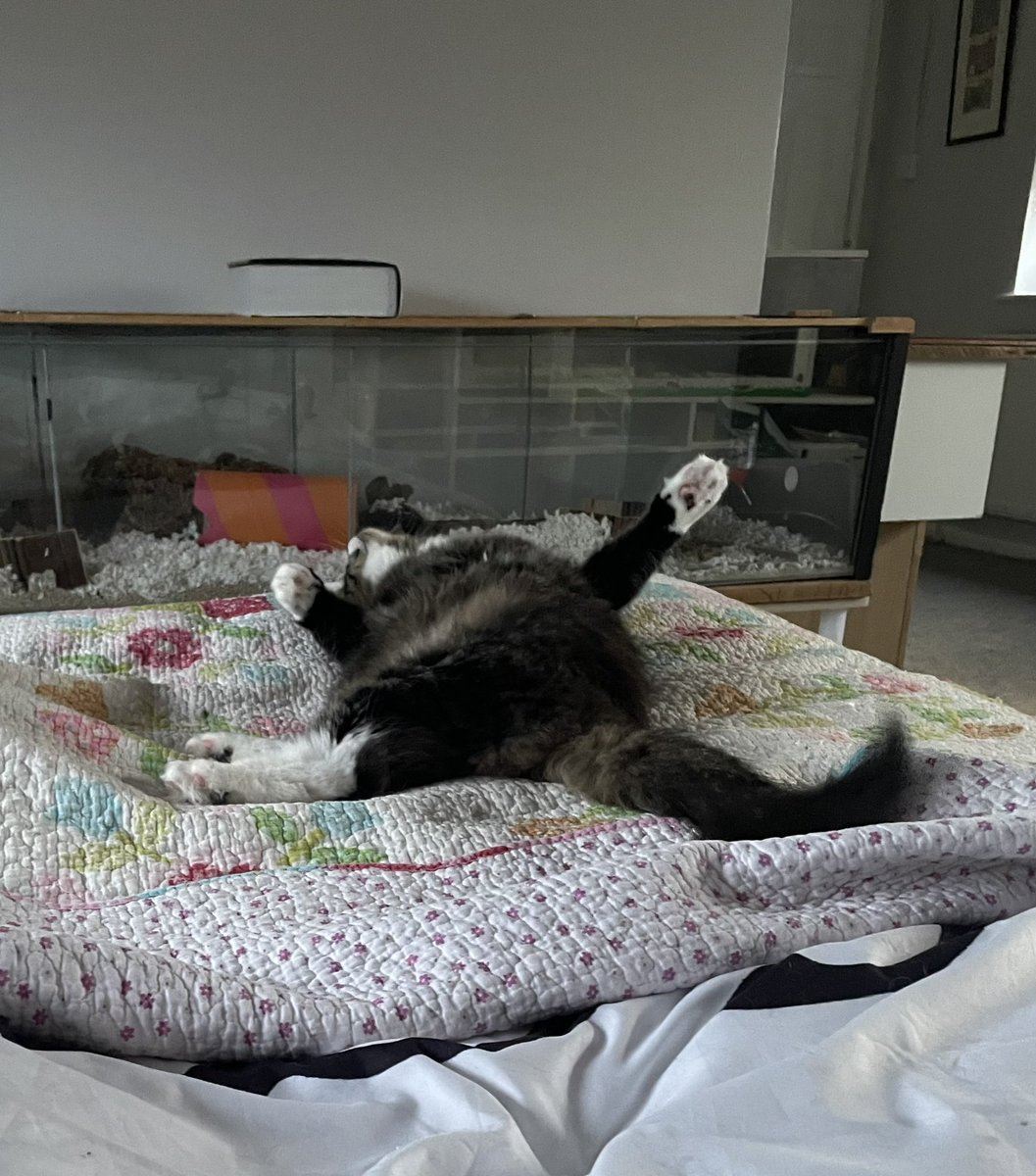 RalphieCat_'s tweet photo. Goodsnight #sleepy #CatsOfTwitter #CatsofTwittter #AdoptDontShop #tabbytuesday #ralphie https://t.co/rURtY7fUA7