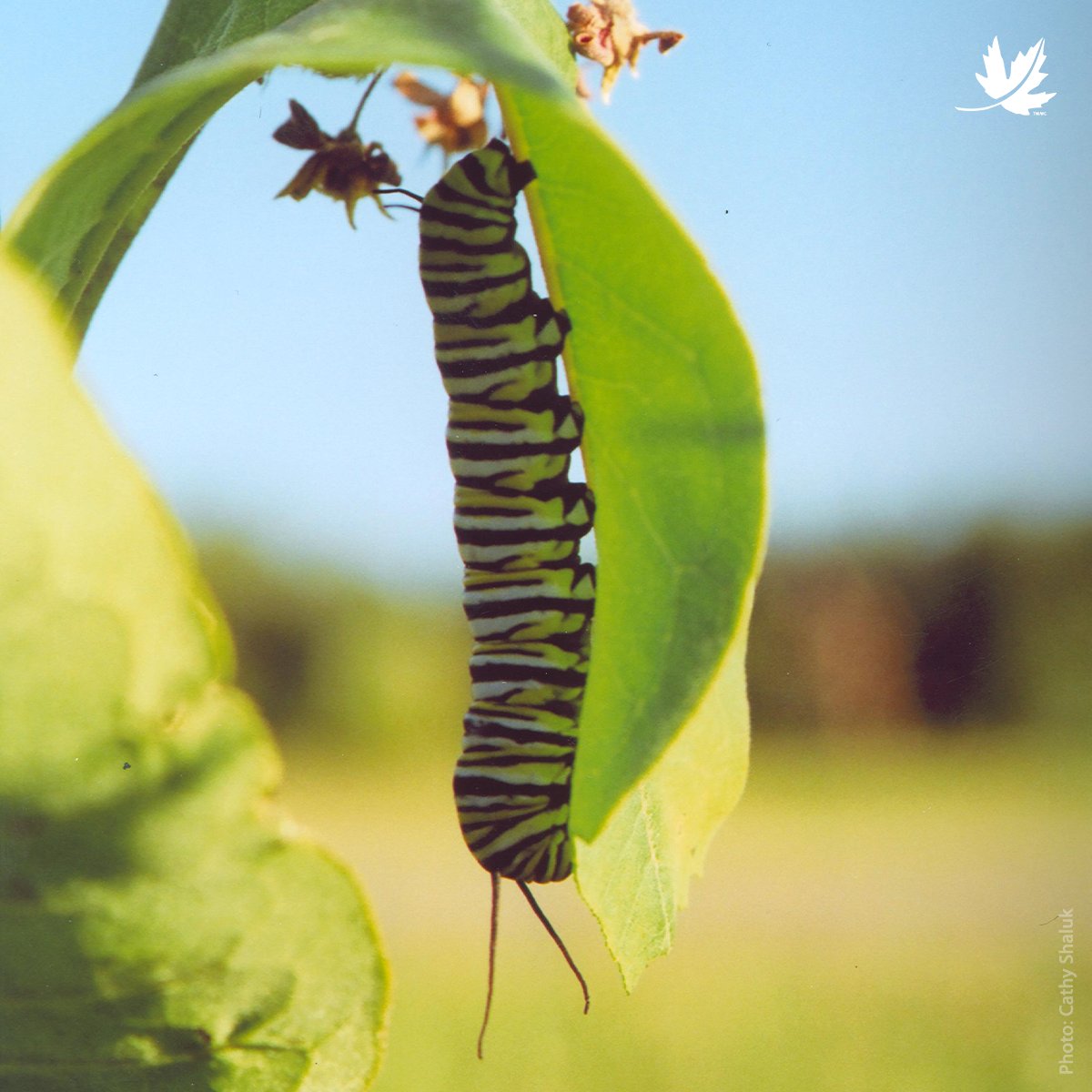 NatureConservancy.ca | Conservationdelanature.ca tweet media