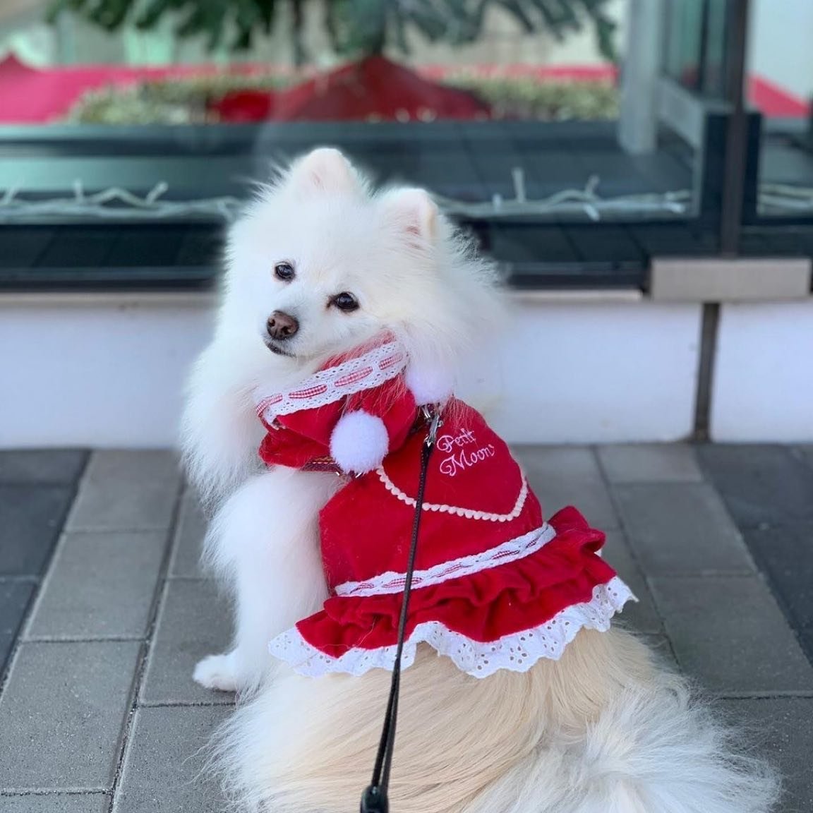 PomeranianBuddy's tweet photo. RT

How gorgeous is this ?

#pomeranianloverpost #teacuppomeranian #pomeranianofinstagram #pomsofinstagram #pomeraniansofinstagram https://t.co/b4hCcjI9br