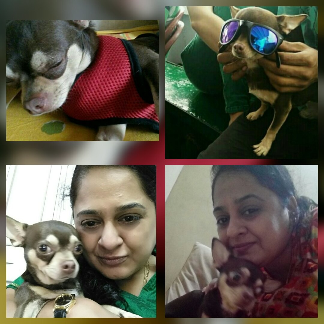prachimana's tweet photo. @Hisense_IND #DelightYourSense I #QuickChill my mood with my pet Karlito. Companionship of a pet itself can ease your mood. He is my best friend who share in my joy and comfort I'm feeling down.
@godsowntalk
@Gaurang321
@ranchikuldeep
@Mj180Shiva
@MrRajput2212 https://t.co/oxyRhNCemr