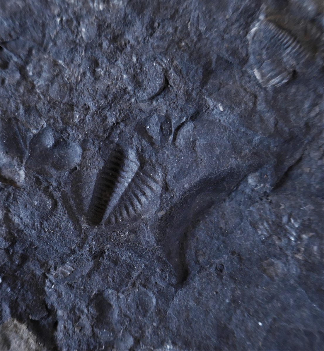 0lymanO's tweet photo. Pennine Trilobites https://t.co/5IVqW3P5wG