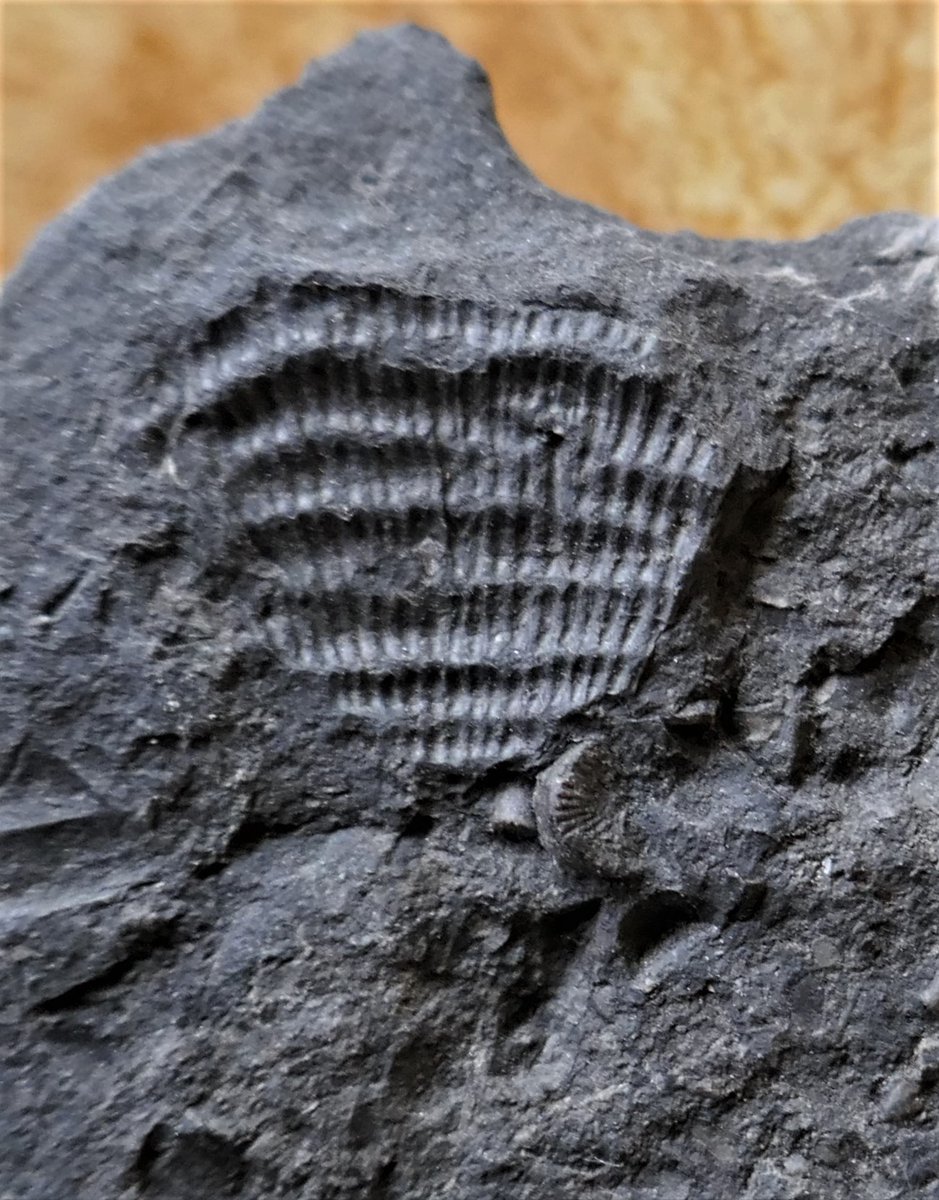 0lymanO's tweet photo. Pennine Trilobites https://t.co/5IVqW3P5wG