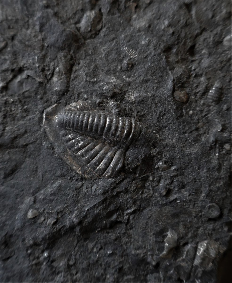0lymanO's tweet photo. Pennine Trilobites https://t.co/5IVqW3P5wG
