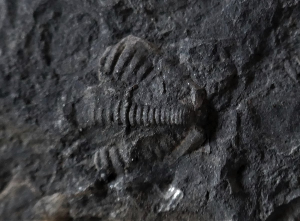 0lymanO's tweet photo. Pennine Trilobites https://t.co/5IVqW3P5wG