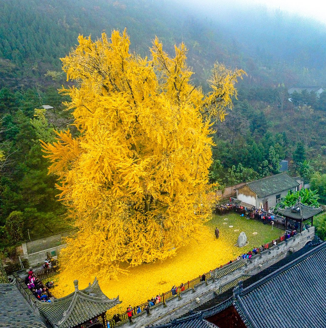 El Ginkgo és una espècie d'arbre única, originari de la Xina, apareguda fa 270 milions d'anys. És caducifoli i a la tardor les fulles es tornen del tot grogues. En aquest monestir budista al centre de la Xina en conserven un exemplar que té 1.400 anys i que és tot un espectacle.