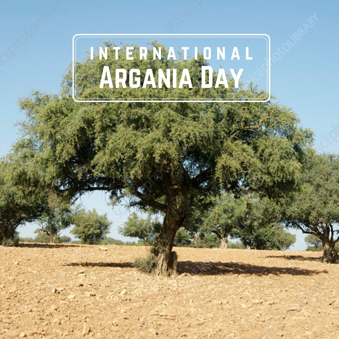 ICOFoundation's tweet photo. This celebration seeks to raise international awareness of the
Argan tree (Argania Spinosa); a multipurpose tree native to the sub-Saharan region of Morocco that plays an essential role in sustainable development.

This year’s slogan is “The Argan tree, symbol of resilience”. https://t.co/RiDPQI7S79