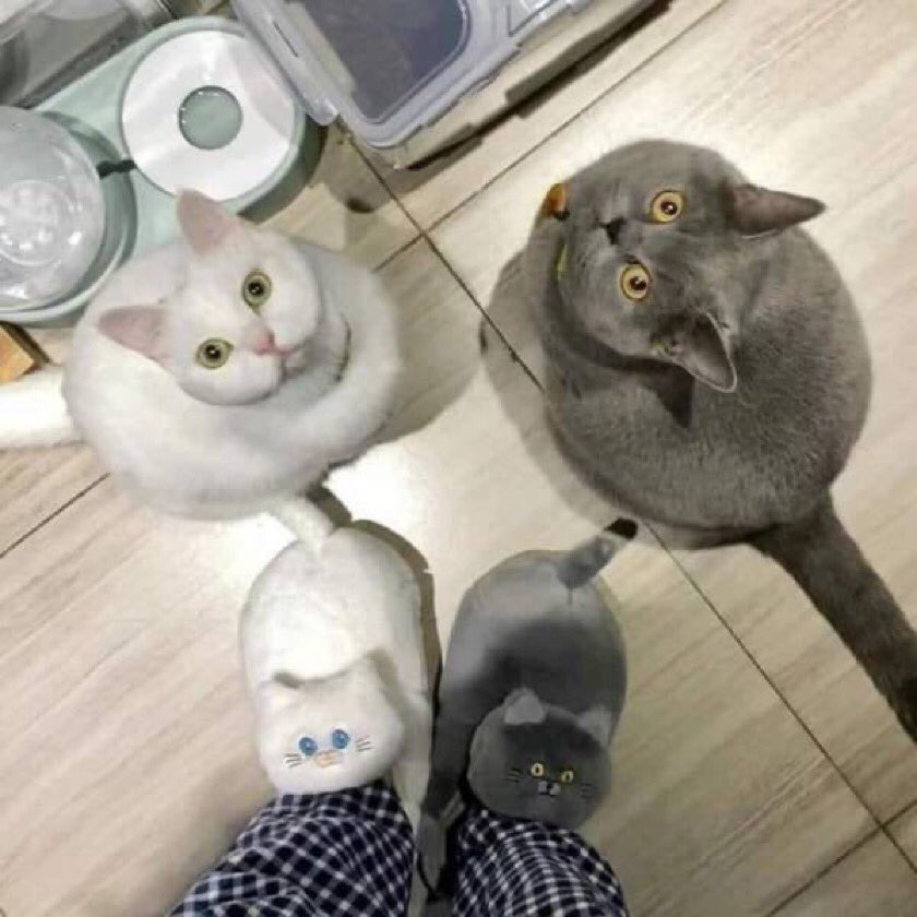 RameneSaFraise's tweet photo. - Tu trouves ça drôle ? https://t.co/mOJKPhkWB1