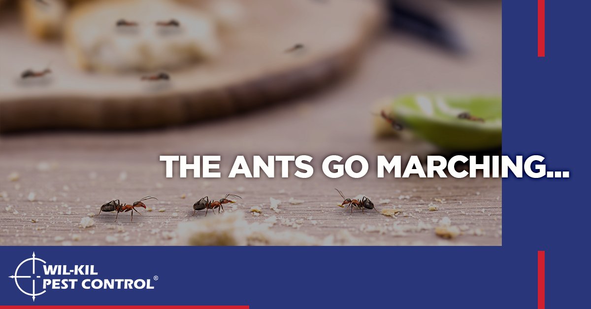 WilKilPest's tweet photo. Ants may seem small but they can cause significant damage to your home or business. Call Wil-Kil at the first sign of ants at 800-335-5315. https://t.co/HNyvJxGRO9 https://t.co/WR2AXLQoFO
