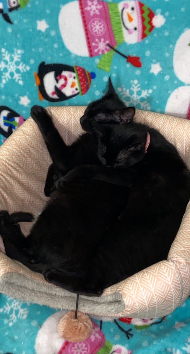MunchieMarley's tweet photo. marley loves her brother 🥰 #cuddleparty #CatsofTwittter #panfursquad https://t.co/nWPUN91ogA