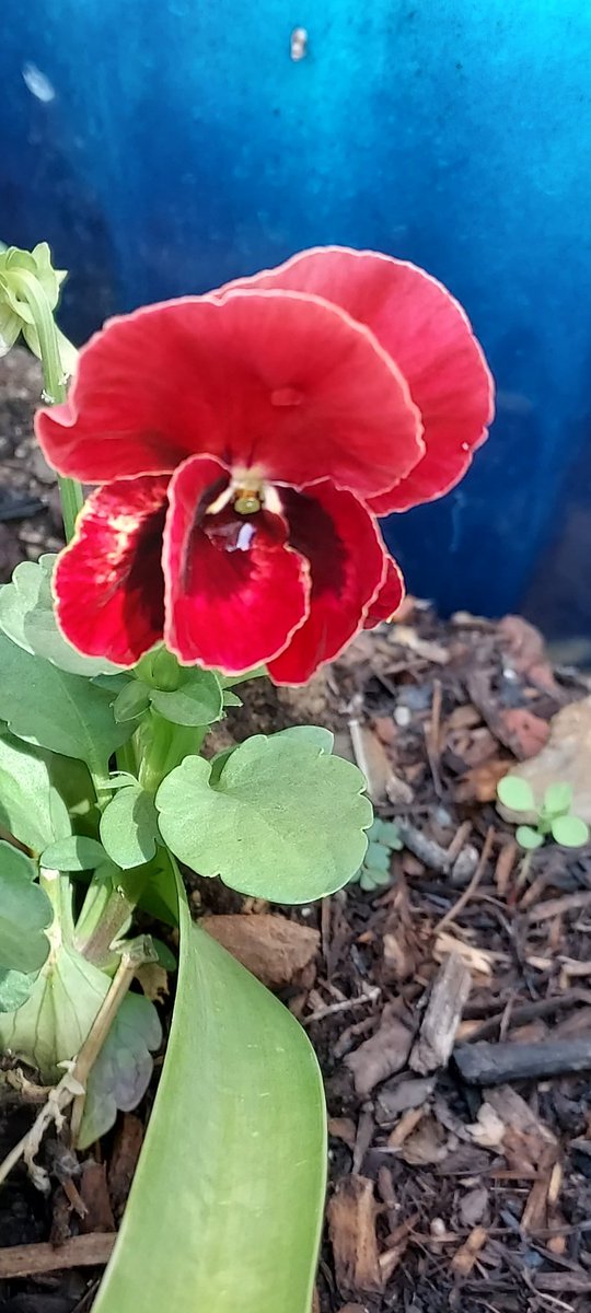 PerishedGarden's tweet photo. #MarsTuesday If the color of this #Pansy does not represent the red planet, I don't know what does!
Fallow the gardens journey in my #youtube Front Border W13 https://t.co/8f49n0d0nO
#RedTuesday #Tuesday #flowers #plants #Garden #diygarden #blooms #GardensHour #Red #RedFlowers https://t.co/fWC86EhJ5Z