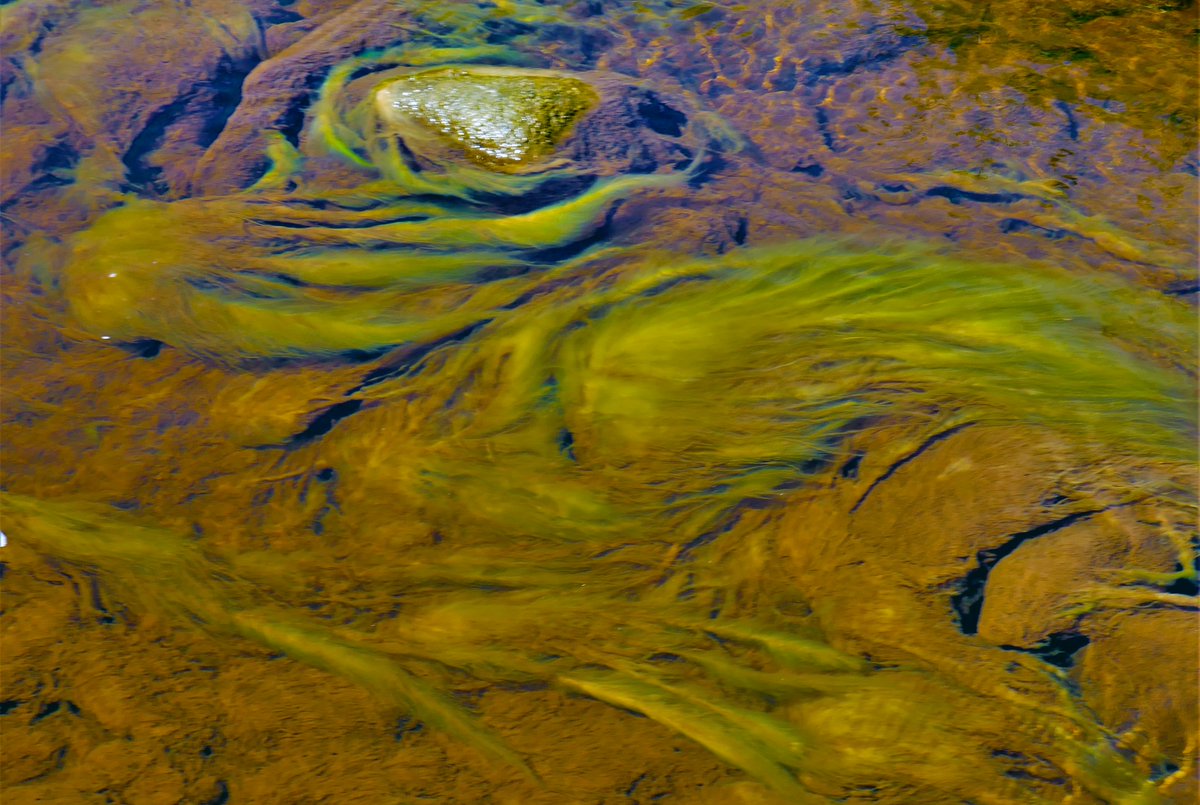 0lymanO's tweet photo. Alien Invasion
Pennine Algae https://t.co/eBORpXFGF1