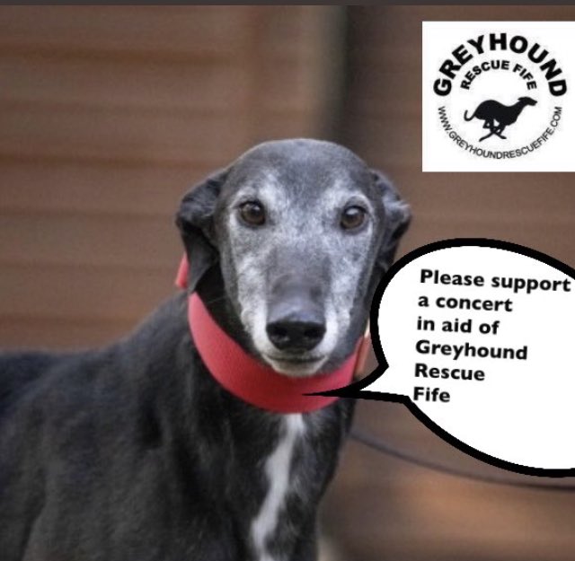 Greyhound Rescue Fife tweet media
